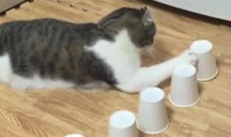 动物搞笑视频,动物界的喜剧之王