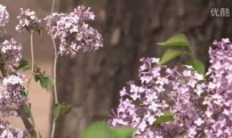 五月丁香视频,探寻花海中的浪漫时光